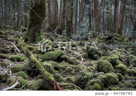 自然豊かな樹海 自然豊かな樹海 94796783