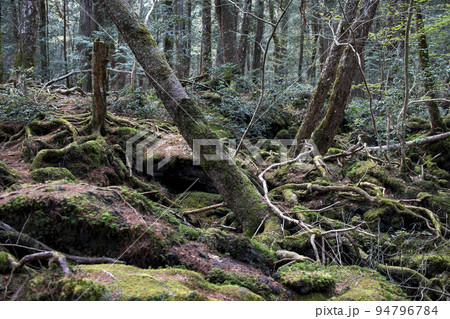 静寂な青木ヶ原樹海 94796784