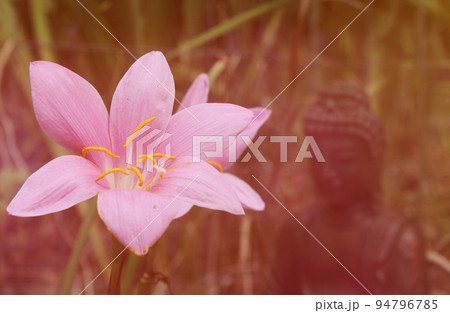 Rain Lily Flowers With Buddha Statue in Background Rain Lily Flowers With Buddha Statue in Background 94796785