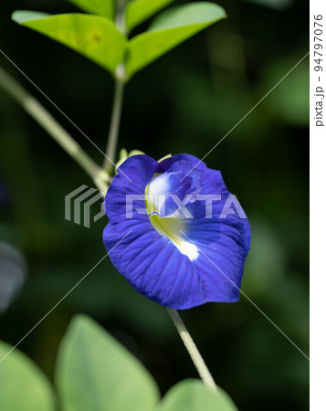 青いチョウマメの花 青いチョウマメの花 94797076
