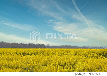 オーストラリアの青空に広がる美しい菜の花畑 94797102