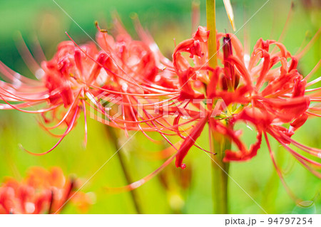 彼岸花 94797254