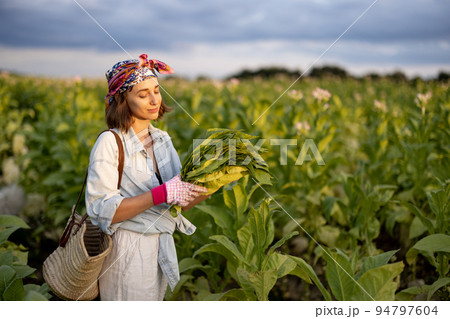 Woman gathers tobacco leaves on plantation 94797604