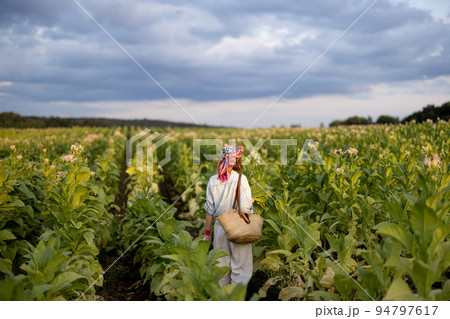 Woman gathers tobacco leaves on plantation Woman gathers tobacco leaves on plantation 94797617