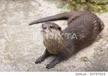 コツメカワウソ 94797628