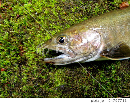 釣ったばかりの生きたイワナを苔むした岩の上に横たえて撮った 94797711