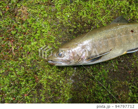 釣ったばかりの生きたイワナを苔むした岩の上に横たえて撮った 94797712