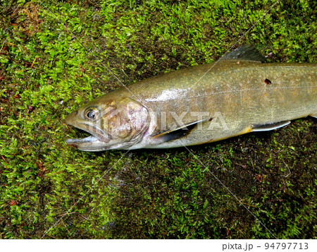 釣ったばかりの生きたイワナを苔むした岩の上に横たえて撮った 94797713