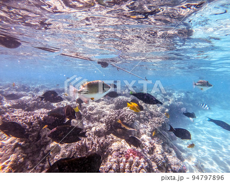 Rhinecanthus assasi fish or Picasso trigger fish on his coral reef in the Red Sea, Egypt.. 94797896