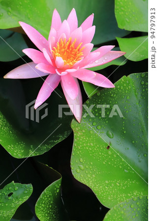 紫波松島園の睡蓮2022 94797913