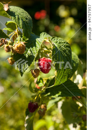 Ripe and unripe raspberry in the fruit garden. Growing natural bush of raspberry. Branch of raspberry in sunlight. Ripe and unripe raspberry in the fruit garden. Growing natural bush of raspberry. Branch of raspberry in sunlight. 94797957