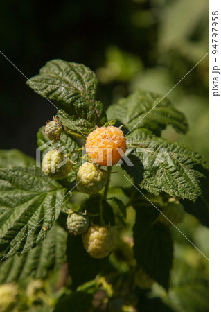 Branch with yellow raspberry in sunlight. Growing natural bush of raspberry. . 94797958
