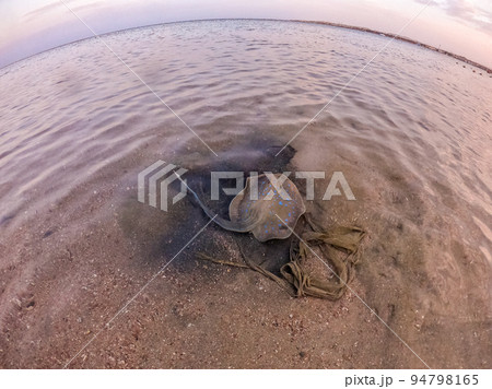 Blue spotted Stingray (Taeniura Lymma) on sand at coral reef.. 94798165