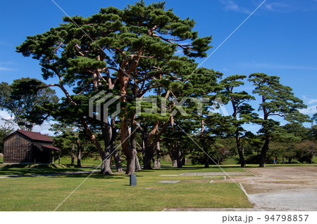 松林のある公園 松林のある公園 94798857