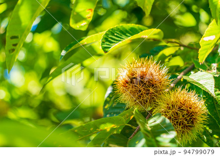 庭木の栗が実った 94799079