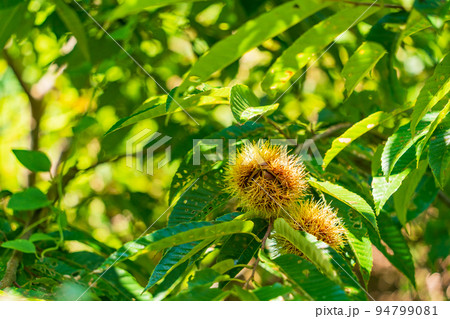 庭木の栗が実った 94799081