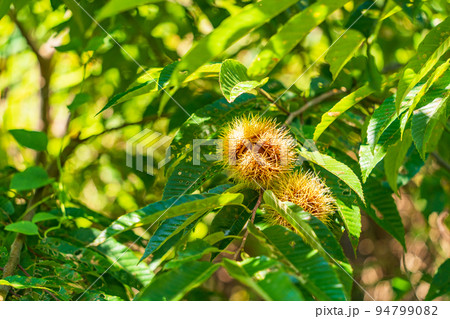 庭木の栗が実った 庭木の栗が実った 94799082