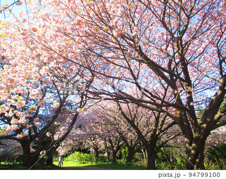 満開の桜　さくらまつり（松前町） 94799100