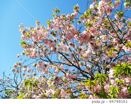 満開の桜　さくらまつり（松前町） 94799101
