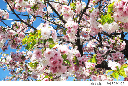 満開の桜　さくらまつり（松前町） 94799102