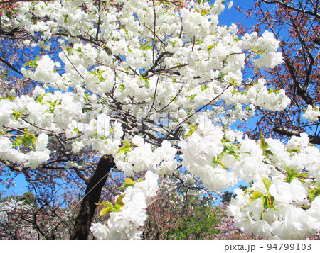 満開の桜　さくらまつり（松前町） 94799103