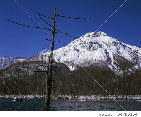 長野県　北アルプス　上高地　焼岳と立ち枯れの木 94799194