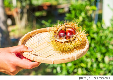 家庭菜園の栗の収穫 イガ取り 家庭菜園の栗の収穫 イガ取り 94799204