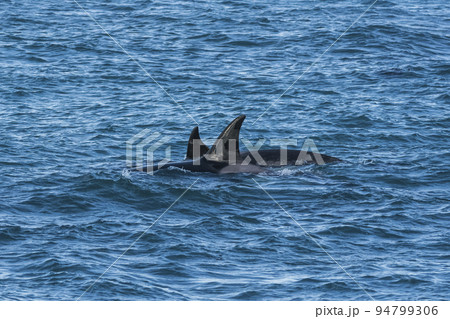Killer whale hunting on the paragonian coast, Patagonia, Argentina Killer whale hunting on the paragonian coast, Patagonia, Argentina 94799306