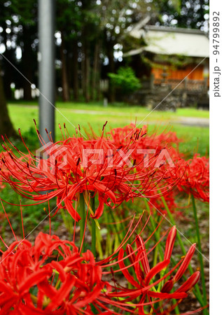 埼玉県秩父市大野原のパワースポット　秋の曼珠沙華咲く愛宕神社 94799892
