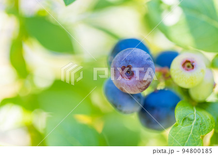 たわわに実ったブルーベリーの実、食べごろ たわわに実ったブルーベリーの実、食べごろ 94800185