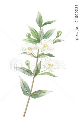 ギンバイカ　マートル　花 94800285