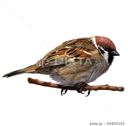 Field sparrow. Bird on white isolated background with clipping path. A sparrow sits on a branch. Close-up. Nature. 94800362