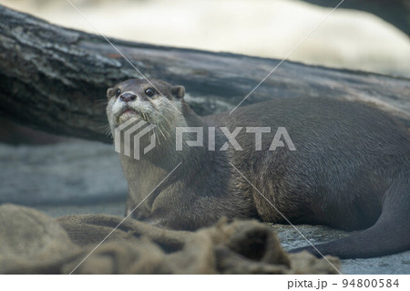 上を見るコツメカワウソ 94800584