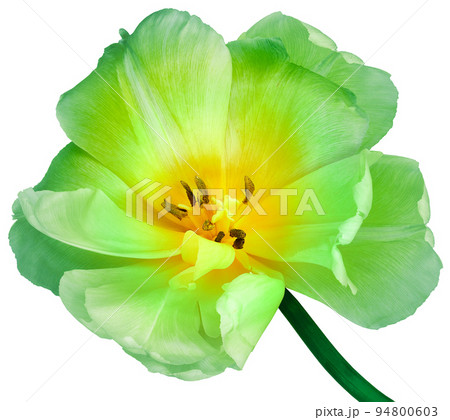 Yellow-green tulip. Flower on a white isolated background with clipping path. For design. Closeup. Nature. Yellow-green tulip. Flower on a white isolated background with clipping path. For design. Closeup. Nature. 94800603