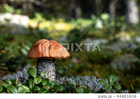 boletus mushroom among moss and lingonberry leaves in the autumn forest on a sunny day. boletus mushroom among moss and lingonberry leaves in the autumn forest on a sunny day. 94801656