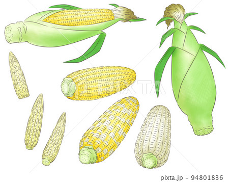いろいろトウモロコシとヤングコーン（線1色） 94801836