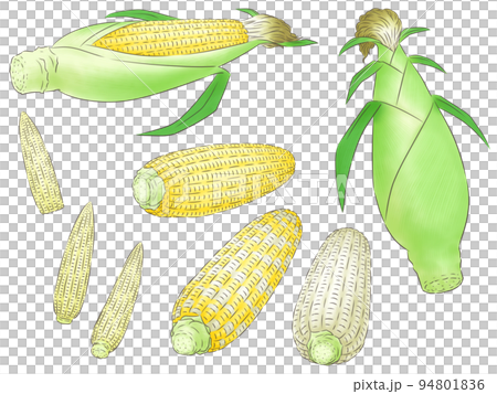 いろいろトウモロコシとヤングコーン（線1色） 94801836