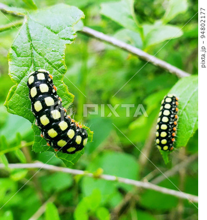 派手な模様のイモムシ  シロシタホタルガ 派手な模様のイモムシ  シロシタホタルガ 94802177