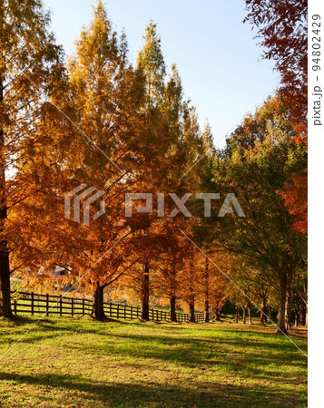 秋の愛知県豊田市の鞍ヶ池公園の写真素材 [94802429] - PIXTA