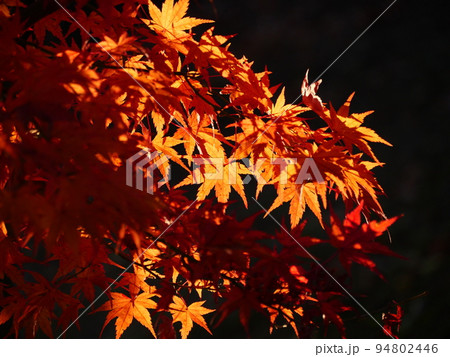 紅葉 94802446