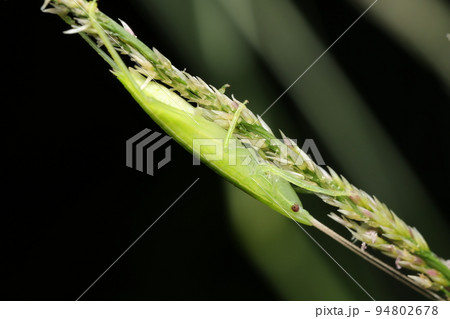 クビキリギス 94802678
