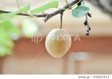 Pyrus pyrifolia, Pyrus communis, Pyrus, Amygdaloideae or Asian pear or Chinese pear or Nashi pear or Korean pear or Japanese pear or Taiwan pear or Sand pear or Ficus pyrifolia Burm or Pyrus serotin 94802913
