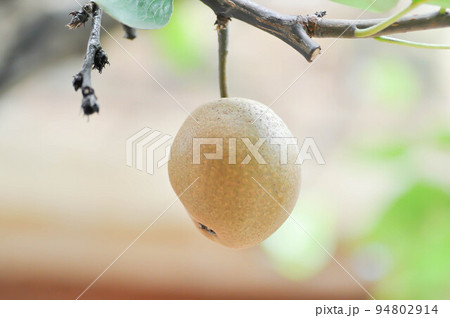 Pyrus pyrifolia, Pyrus communis, Pyrus, Amygdaloideae or Asian pear or Chinese pear or Nashi pear or Korean pear or Japanese pear or Taiwan pear or Sand pear or Ficus pyrifolia Burm or Pyrus serotin 94802914