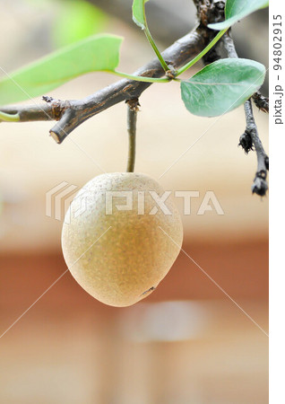 Pyrus pyrifolia, Pyrus communis, Pyrus, Amygdaloideae or Asian pear or Chinese pear or Nashi pear or Korean pear or Japanese pear or Taiwan pear or Sand pear or Ficus pyrifolia Burm or Pyrus serotin 94802915