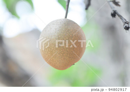 Pyrus pyrifolia, Pyrus communis, Pyrus, Amygdaloideae or Asian pear or Chinese pear or Nashi pear or Korean pear or Japanese pear or Taiwan pear or Sand pear or Ficus pyrifolia Burm or Pyrus serotin Pyrus pyrifolia, Pyrus communis, Pyrus, Amygdaloideae or Asian pear or Chinese pear or Nashi pear or Korean pear or Japanese pear or Taiwan pear or Sand pear or Ficus pyrifolia Burm or Pyrus serotin 94802917