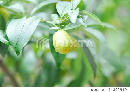 Citrus japonica Thunb or Kumquat , Kumquat plant or Cumquats or Citrus Japonica Thunb or RUTACEAE 94802919