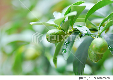 Citrus japonica Thunb or Kumquat , Kumquat plant or Cumquats or Citrus Japonica Thunb or RUTACEAE 94802920