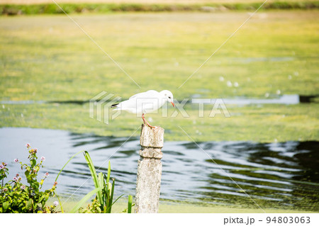 木の棒の上で休むカモメ　ロンドン郊外の公園にて 94803063