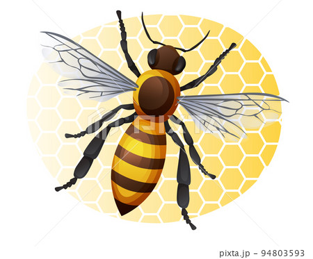 Honey bee on a yellow background. Striped insect illustration isolated on white background. Sticker, print, logo 94803593