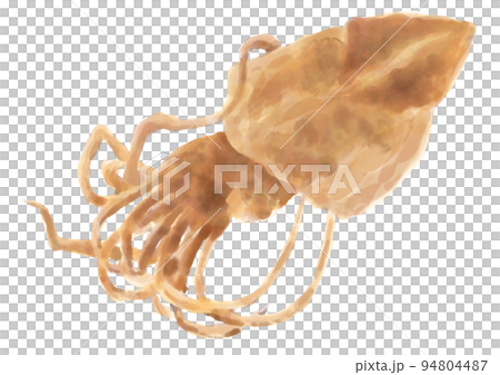 Watercolor dried fish_squid 01_1 Watercolor dried fish_squid 01_1 94804487